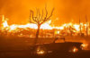 A car burns in front of a burnt out tree in front of a raging residential fire.